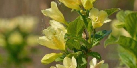 Weigela: zimsko otporne sorte za moskovsku regiju sa fotografijama i imenima, recenzijama